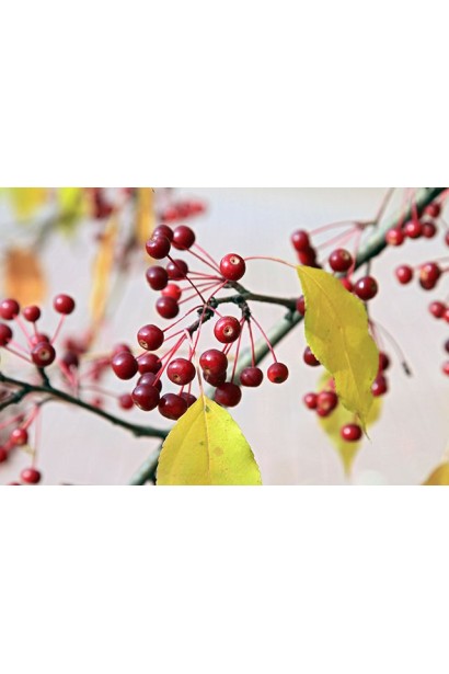 Яблуня декоративна Гніздоподібна