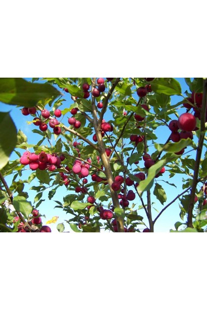 Гніздоподібна яблуня із низькорослим плакучим виглядом.