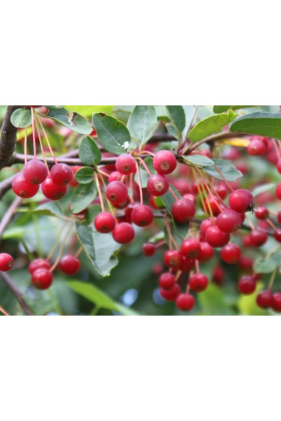 Гніздоподібна яблуня з декоративними плодами і стійкістю до хвороб.