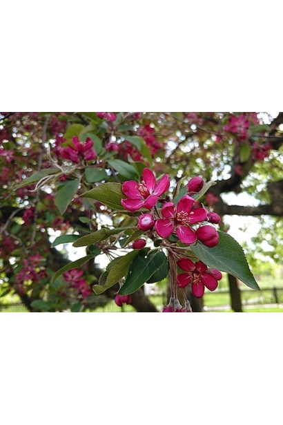 Гніздоподібна яблуня із зеленим листям і ніжними квітами.