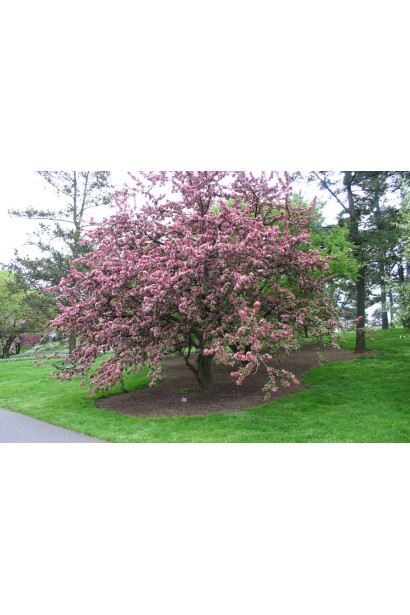 Яблуня Гніздоподібна з компактною округлою кроною.