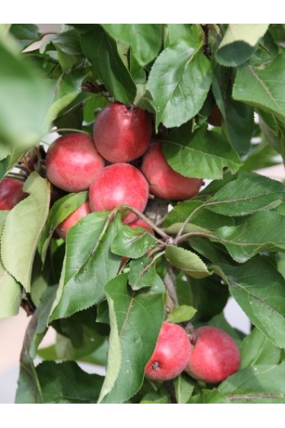 Яблуня декоративна Колоноподібна - плоди
