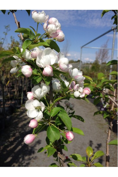 Декоративна яблуня Columnaris із чудовими квітами і плодами.