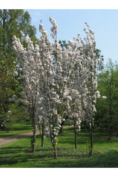 Декоративна яблуня колоноподібна для вертикальних акцентів.