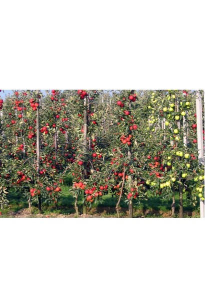 Malus domestica Columnaris