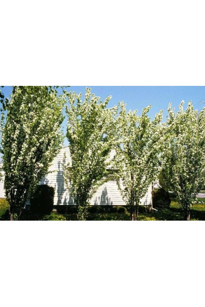 Витончена яблуня колоноподібної форми.