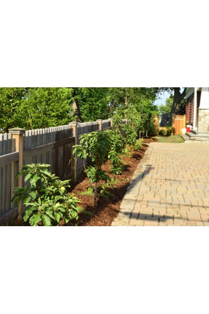 Malus Columnaris із вузькою кроною для компактних ділянок.