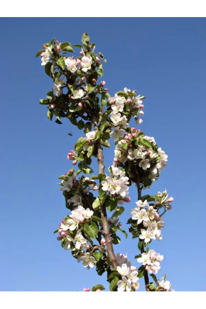 Яблуня колоноподібна — елегантна прикраса саду.