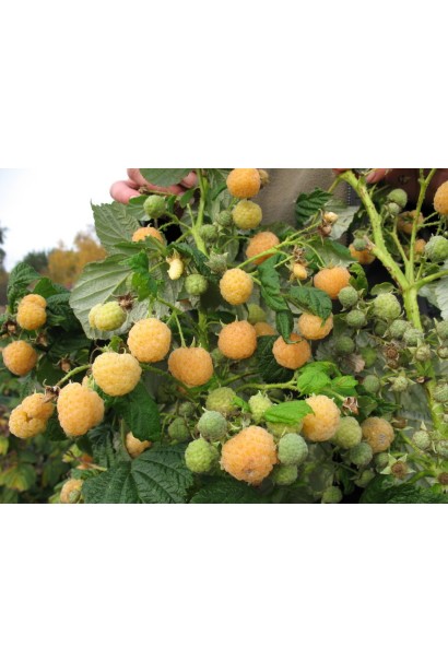 Малина ремонтантна Ранкова Роса