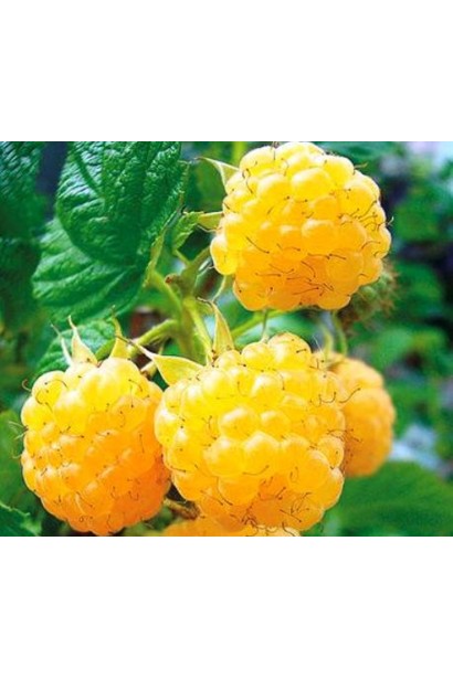 Малина Ранкова Роса золотисто-жовті плоди округлої форми