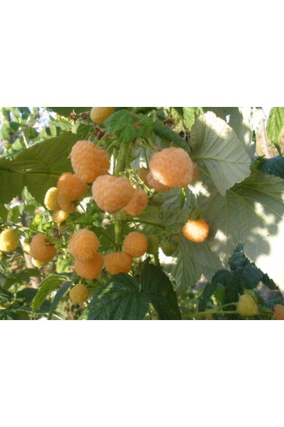 Rubus idaeus Utrennyaya Rosa