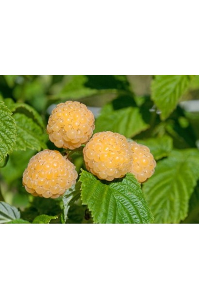 Малина жовтоплодна Ранкова Роса