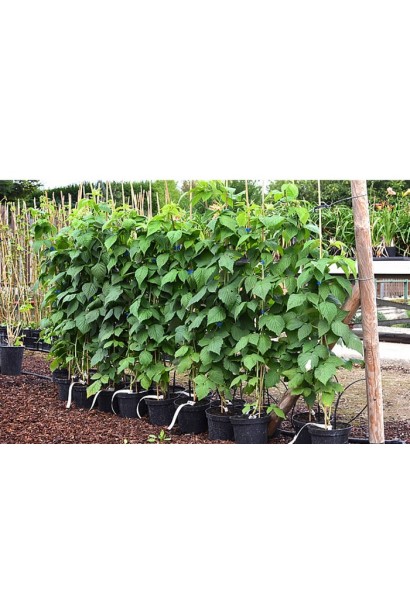 Малина  Ранкова Роса саджанці в контейнері