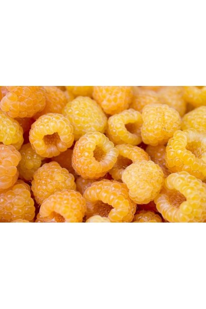 Малина Ранкова Роса жовто-помаранчеві плоди