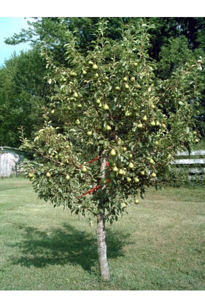 Груша звичайна Дюшес дерево в садку