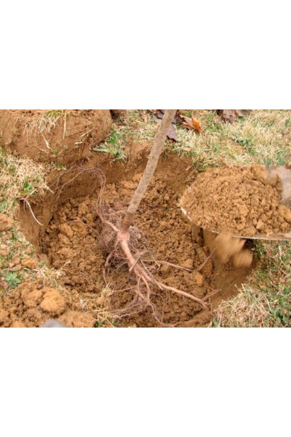 Груша Дюшес посадка саджанця з голим корінням