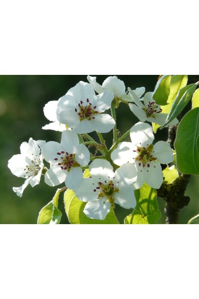 Pyrus communis Duchesse цвітіння