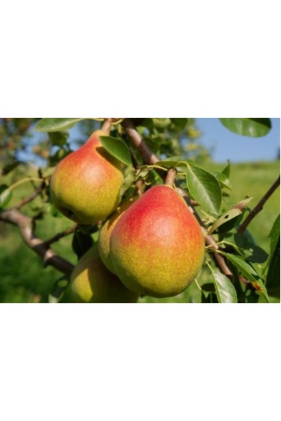Груша звичайна Дюшес