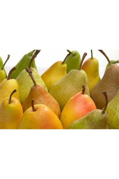 Груша  Дюшес зимова