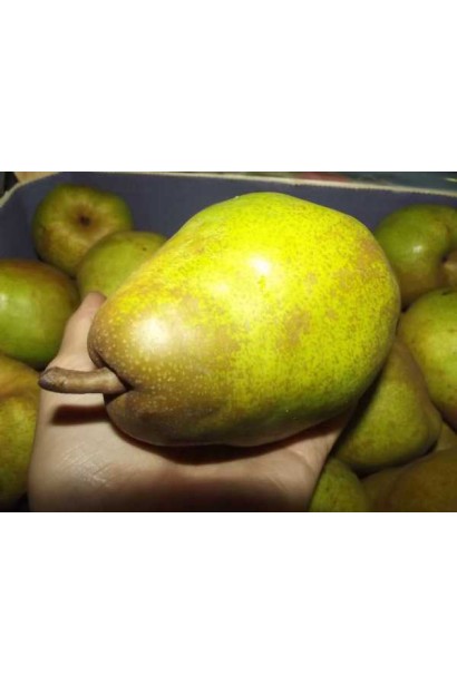 Груша Деканка зимова