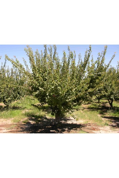 Абрикос Черный Принц дерево в саду