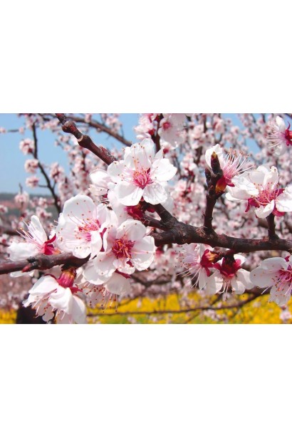 Абрикос Черный Принц цветение весной