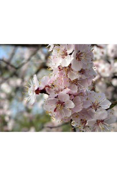 Абрикос Черный Принц цветы