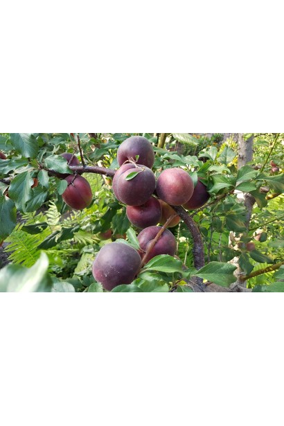 Абрикос Чёрный Принц