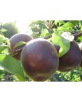 Абрикос Чорний Принц | Абрикос Чёрный Принц | Prunus armeniaca Nigrum Prince