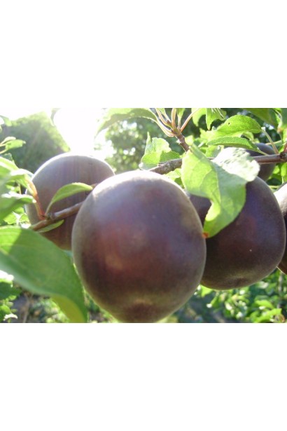 Черные абрикосы на дереве