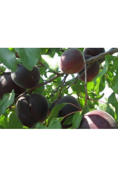  Prunus armeniaca Nigrum Prince