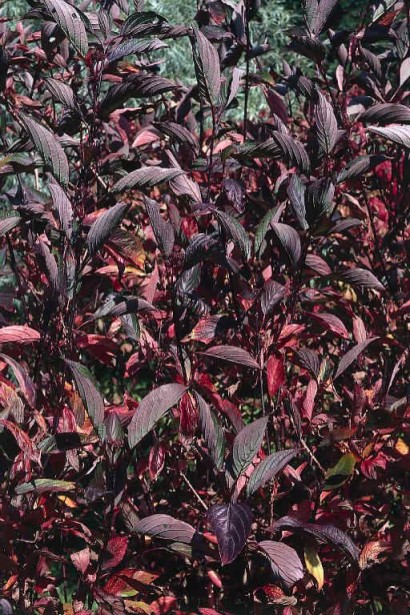 Кизил Кессельрінгі