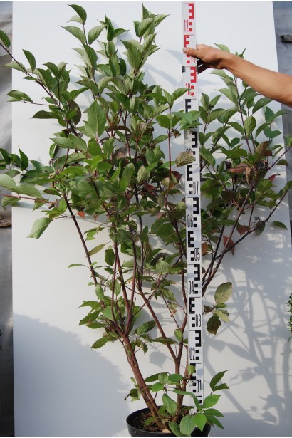 Дерен білий Кессельрінгі в горщику