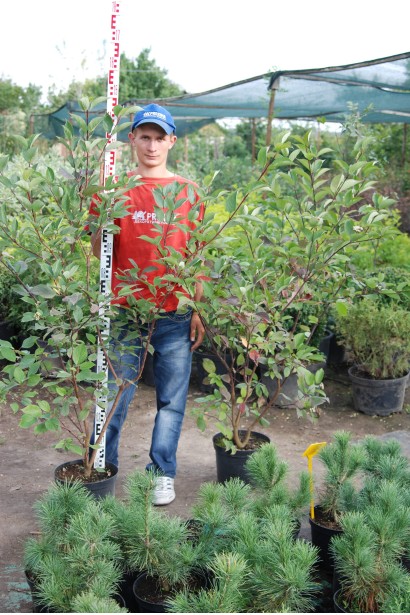 Дерен білий Кессельрінгі в садовому центрі