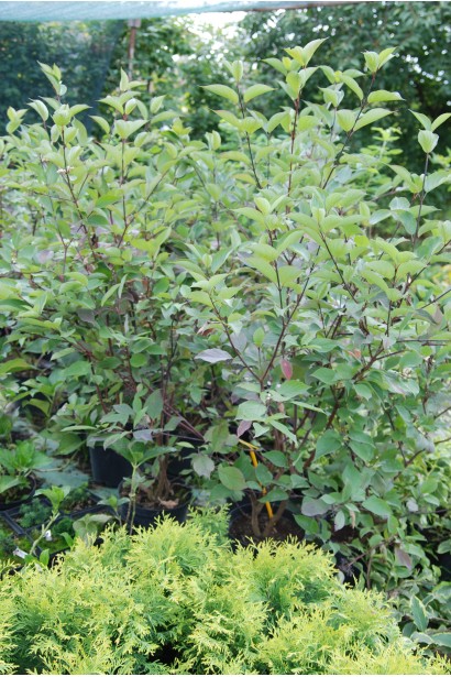 Кизил білий Кессельрінгі