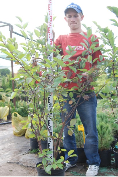 Cornus alba Kesselringii