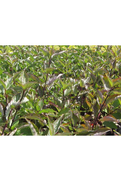 Дерен білий Кессельрінгі листя