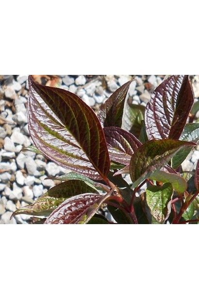Дерен білий Кессельрінгі зелено-коричневе листя