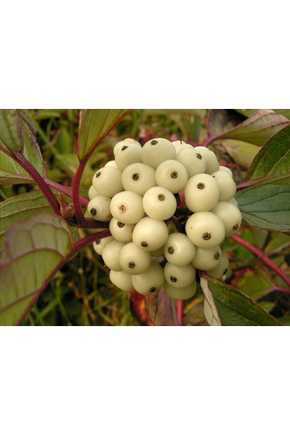 Дерен білий Кессельрінгі дрібні білі ягоди