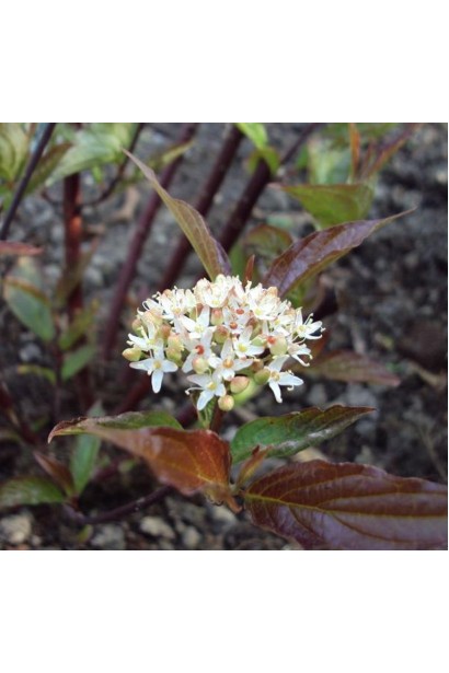 Дерен Кессельрінгі білі щитоподібні суцвіття