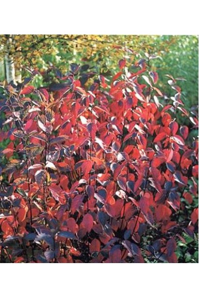 Свидина Кессельрінгі