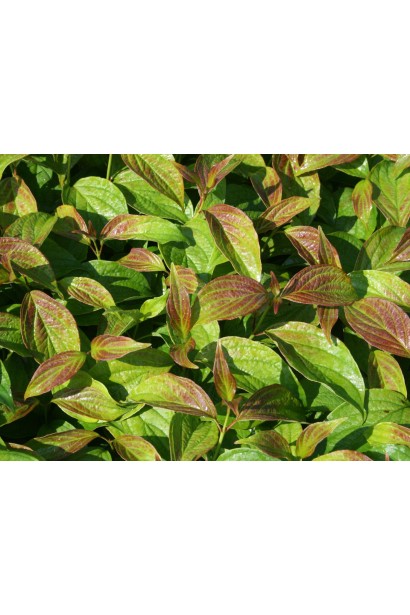 Дерен білий Кессельрінгі