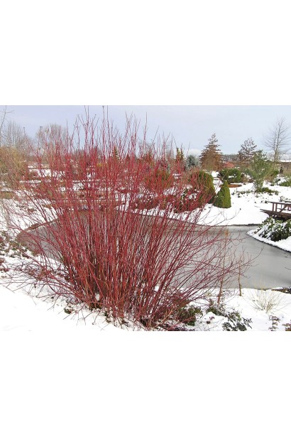 Дерен білий Кессельрінгі кущ взимку