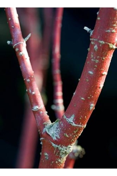 Дерен Кессельрінгі червона кора