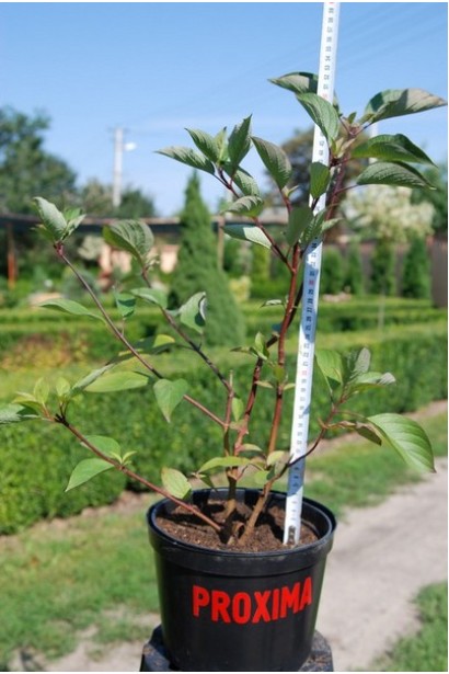 Дерен білий Кессельрінгі горщик 3 л 