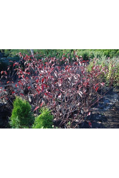 Дерен білий Кессельрінгі саджанці в садовому центрі