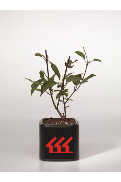 Дерен білий Кессельрінгі саджанець Р9