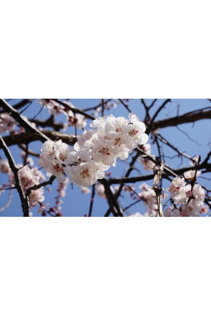 Абрикос Шалах цвітіння плодового дерева