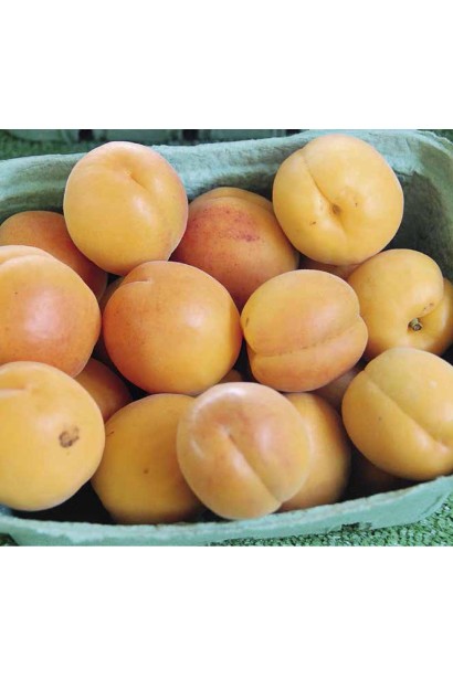 Prunus armeniaca  Shalah