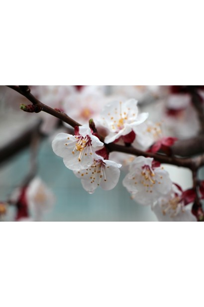 Абрикос Ананасовий Шалах квіти білого кольору